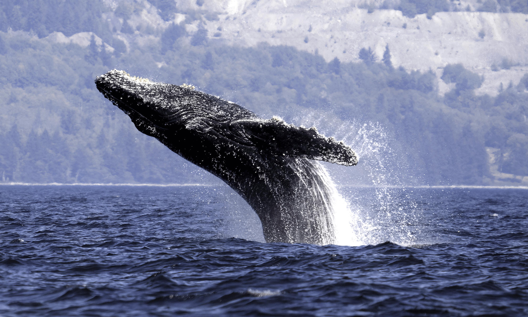 Journée internationale de la baleine